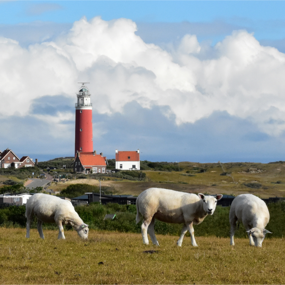 Vuurtoren van Texel met schapen op de voorgrond